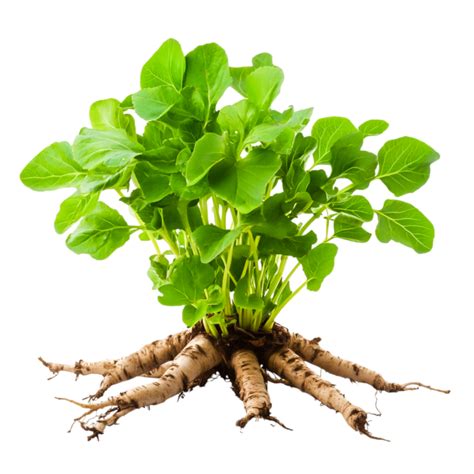 Arbre jeune en bonne santé, avec un feuillage luxuriant