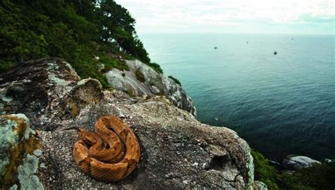 Serpent Jararaca-ilhoa sur l'île de Queimada Grande