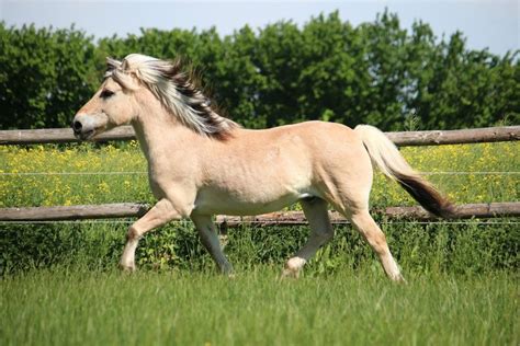 Éric Souffleux avec son cheval Fjord Sirius dans un champ