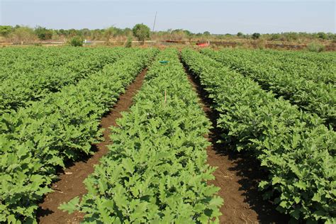 Champ d'aubergines en Sicile