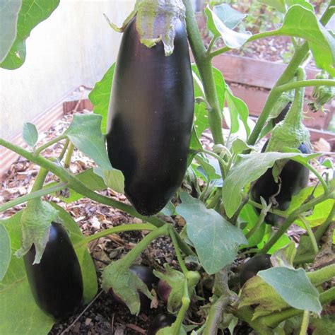 Aubergine Diletta