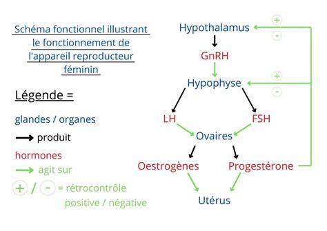 Schéma simplifié du système hormonal féminin