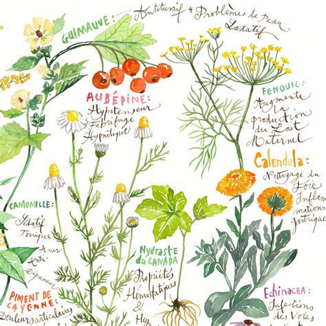 Illustration de diverses plantes médicinales et aromatiques cultivées en France