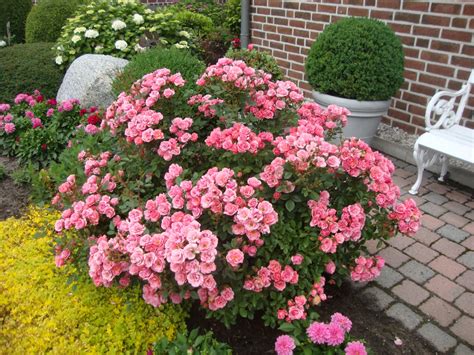 types de rosiers