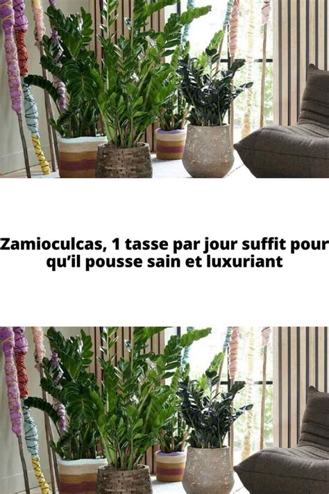 Illustration d'un rosier luxuriant et sain