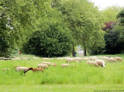 Photo de moutons en éco-pâturage dans un espace vert