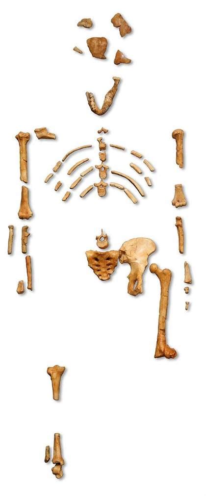 Le squelette de Lucy, l'australopithèque