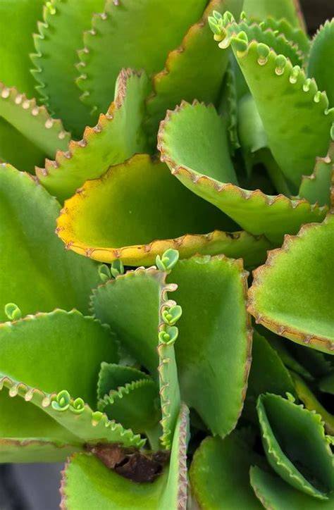 Diagramme comparatif des feuilles de différentes espèces de Kalanchoé