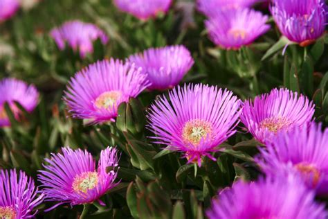 assortiment de fleurs résistantes à la sécheresse et au froid en jardinière