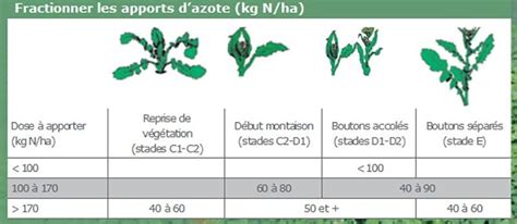 Tableau des besoins en azote du triticale