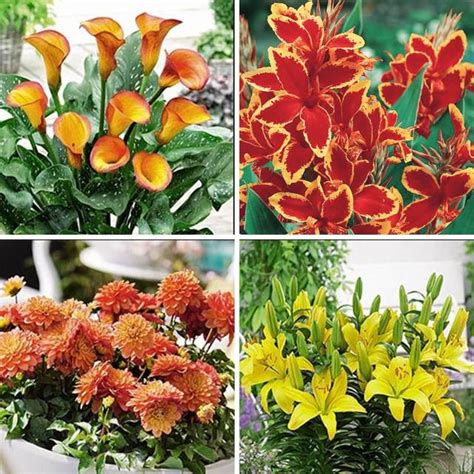 Illustration d'un assortiment de bulbes de fleurs variés