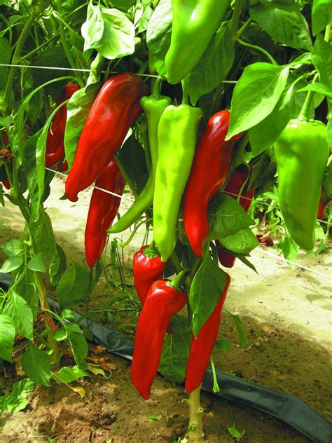 Assortiment de plats préparés avec du poivron Lipari F1