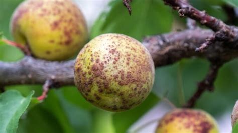 Schéma de l'impact des maladies sur un abricotier