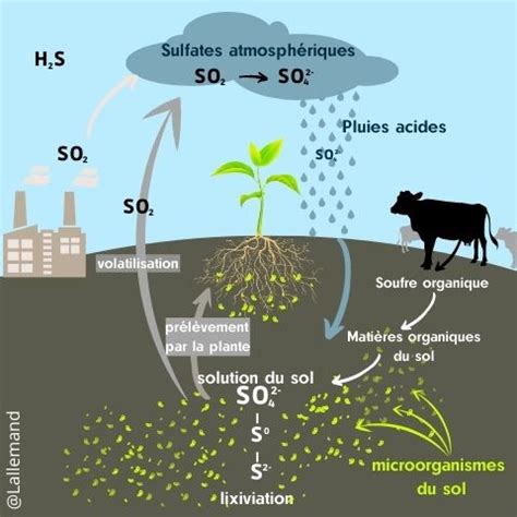 Infographie sur les méthodes d'application du soufre en agriculture
