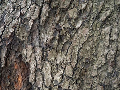 Structure de l'écorce de l'arbre