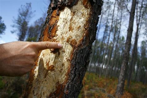 Exemples de dommages à l'écorce d'un arbre