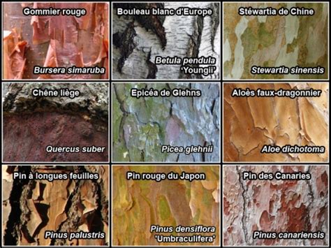 Différents types d'écorces d'arbres