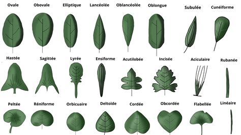 Infographie montrant la diversité des formes de feuilles et de fruits de différentes espèces de Ficus