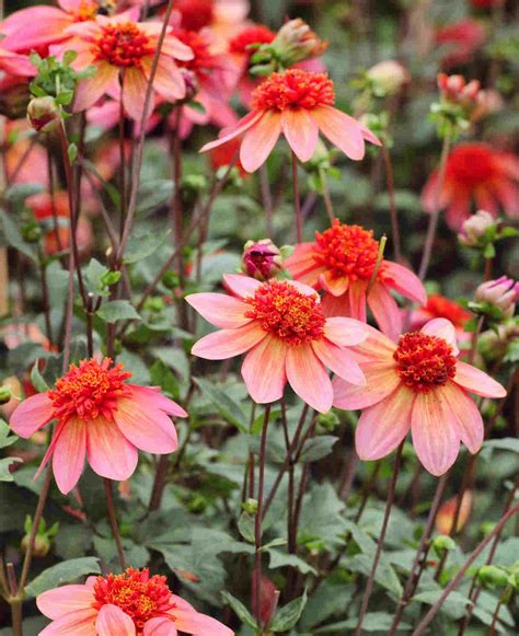 Illustration d'un Dahlia 
