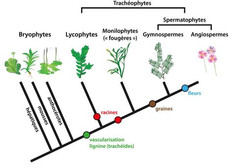 Schéma de l'évolution des plantes terrestres avec la position de Physcomitrella patens