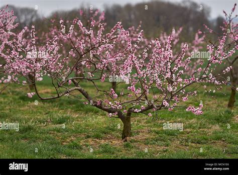 Pêcher en pleine floraison