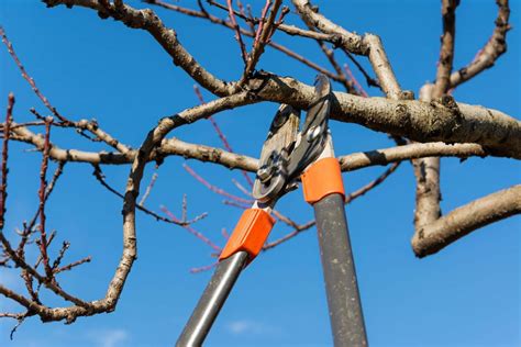 Outils pour la taille du pêcher