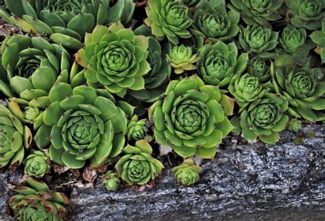 Plantes grasses rustiques en gros plan