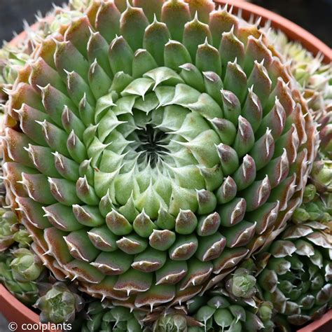 Orostachys spinosa en rosette