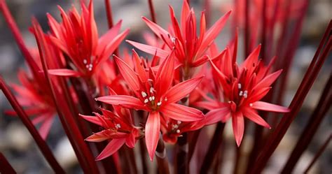 Yucca rouge avec ses fleurs écarlates