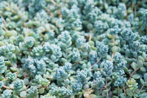 Sedum dasyphyllum aux feuilles bleutées