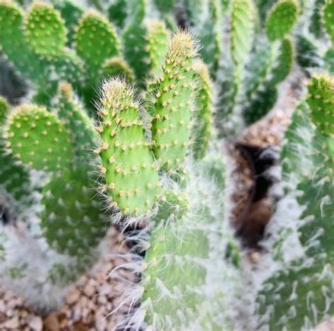 Opuntia engelmannii avec ses raquettes et épines