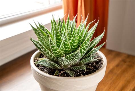 Aloe aristata avec ses feuilles tachetées