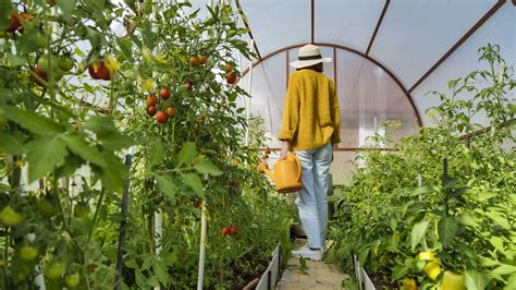 Tomates saines cultivées avec des variétés résistantes