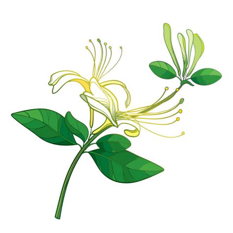 Illustration d'un chèvrefeuille en fleur