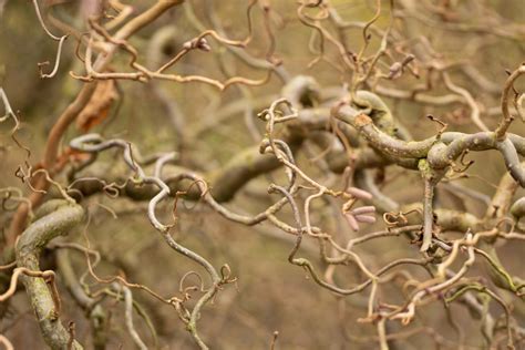 Branches de noisetier pour modélisme
