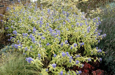 Fleurs bleues du Caryopteris clandonensis 'Summer Sorbet'® et insectes pollinisateurs