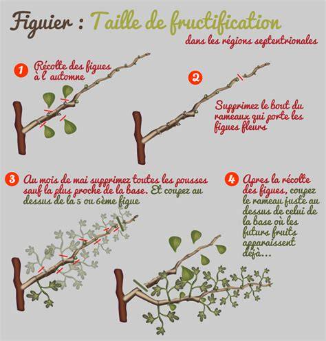 Infographie sur les différents types de fructification du figuier (unifère vs bifère)