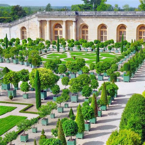 Peinture historique représentant l'orangerie de Versailles avec des figuiers