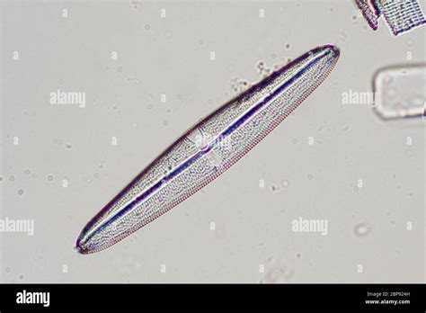 Structure de diatomées au microscope