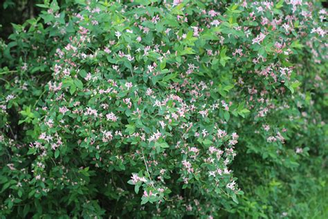 Image d'un chèvrefeuille de Tartarie en fleurs, montrant les fleurs roses et le feuillage