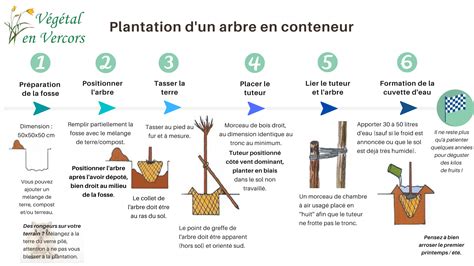 Schéma illustrant les étapes de plantation d'un chèvrefeuille