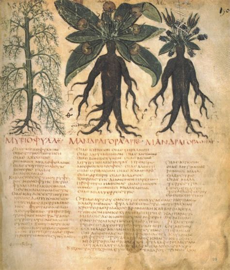 Manuscrit montrant le rituel de cueillette de la mandragore avec un chien