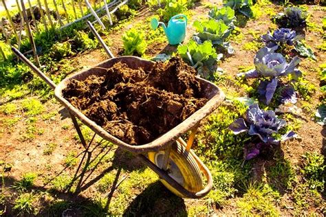 Exemples de plantes qui aiment et n'aiment pas le fumier de cheval