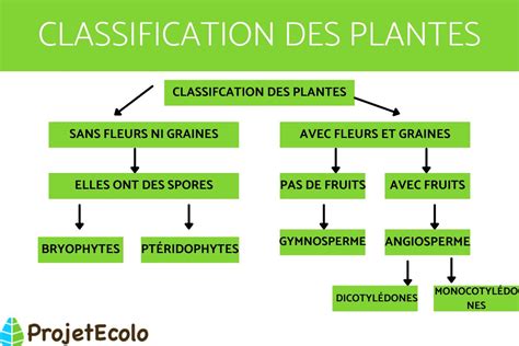 Infographie sur les différents types de plantes grasses