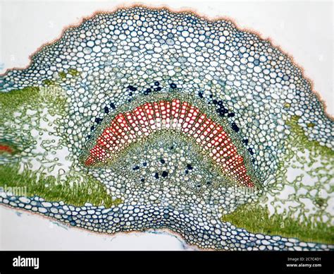 Microscope vue des trichomes sur une feuille de plante grasse