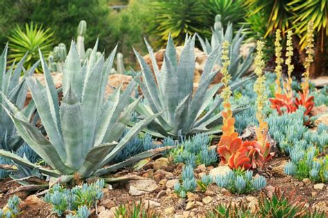 Plantes grasses et cactus dans un jardin
