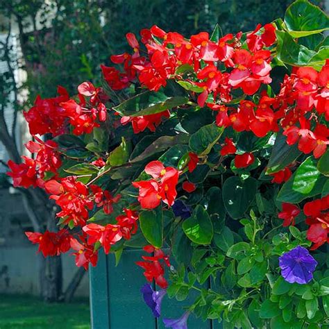 Bégonias Dragon Wing en pleine floraison