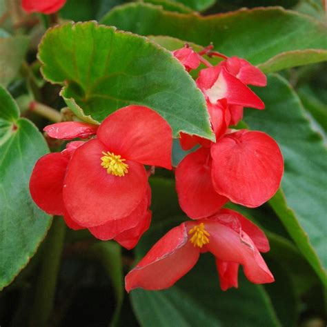 Idées d'associations florales avec le Bégonia Dragon Wing