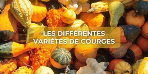 Infographie des variétés de callas et leurs caractéristiques