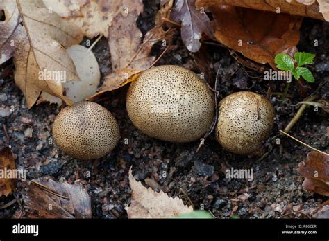 Scleroderma areolatum (boule de terre)